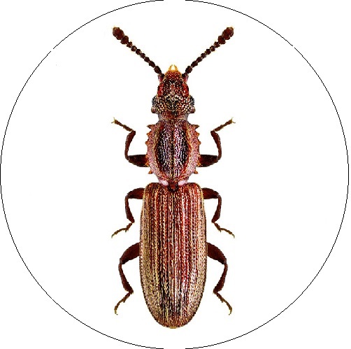 Surinaminis aruodvabalis 